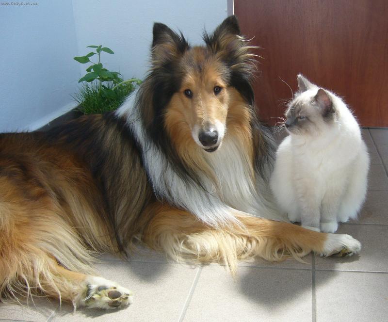 Foto: M�j mil��ek2-kolie