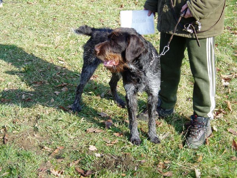 Foto: Amar z Lov�ick�ch taras�