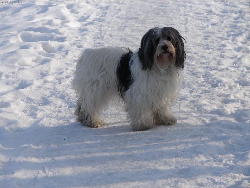 Foto: Eclair Majoli Inu-Na� Cl�rinka