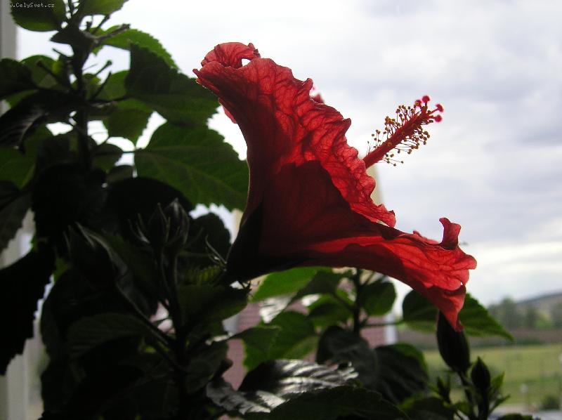 Foto: ibi�ky-ibi�ky