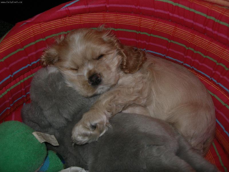 Foto: Ella-spink� v ob�t�