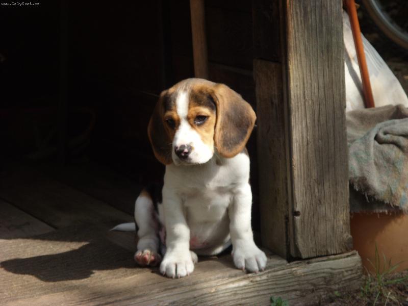 Foto: Dast�k-Dasty na chat�