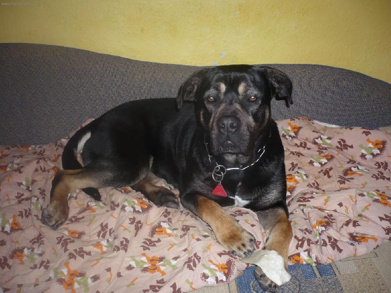 Foto: Bandog A�a