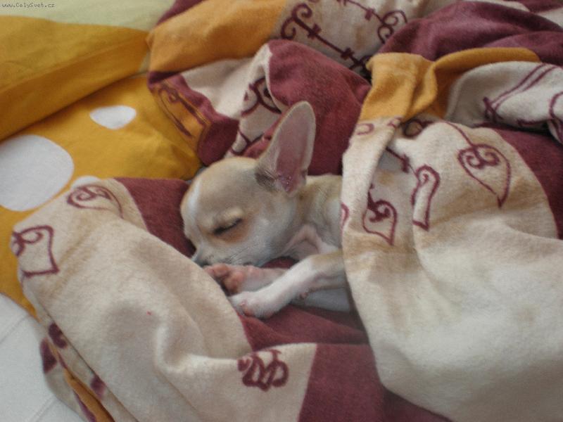 Foto: Luc�k spink�