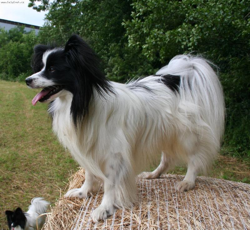 Foto: Akin Dejvick� kv�tko