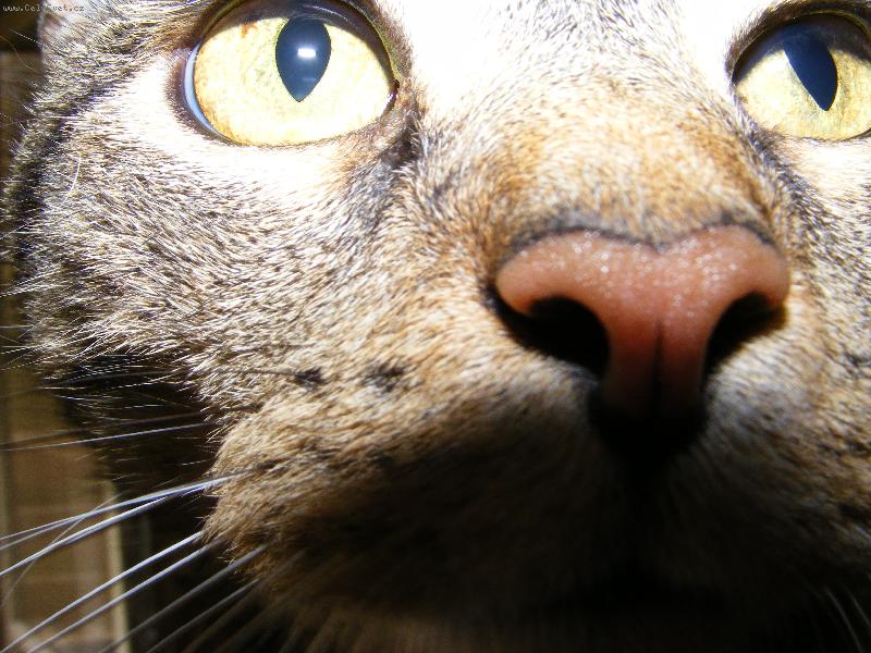 Foto: m�j kamar�d Pep�no