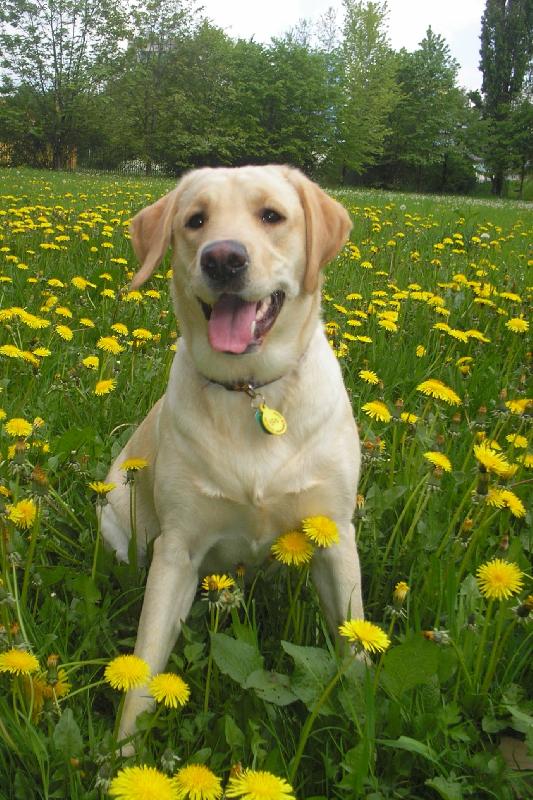 Foto: Labrador retriever-Brita