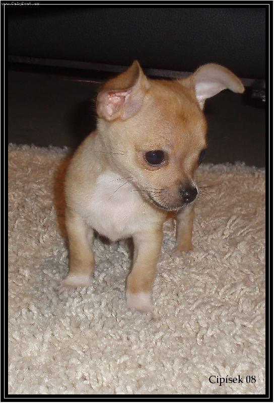 Foto: Cip�sek-Cip�sek doma