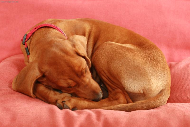 Foto: Casseynka-moje hol�i�ka