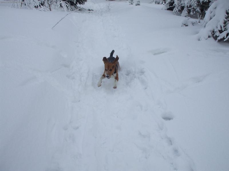 Foto: Ron��ek sn�h miluje...