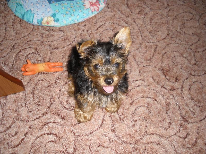 Foto: m�j mil��ekTerry-uli�n�k