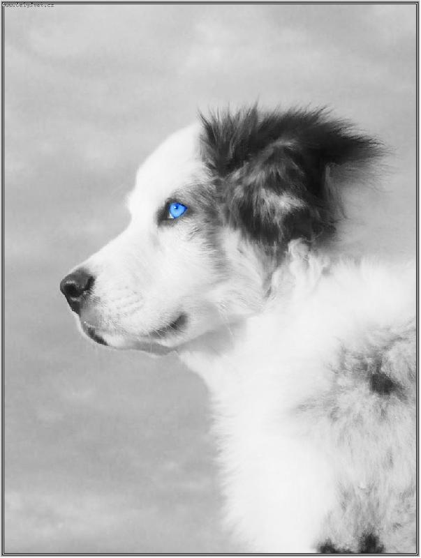 Foto: hled�m modrou