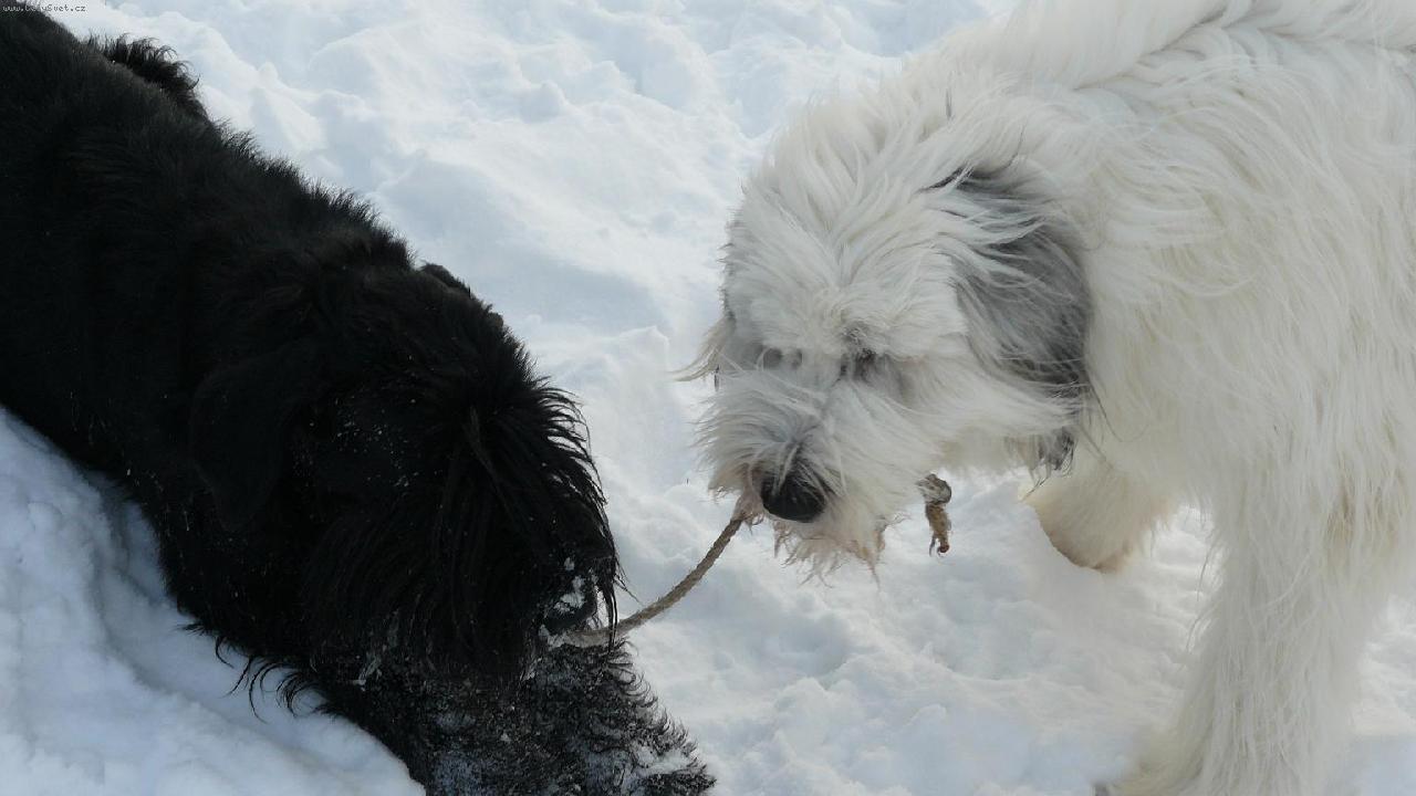 Foto: Brixi�ka a Kar�a