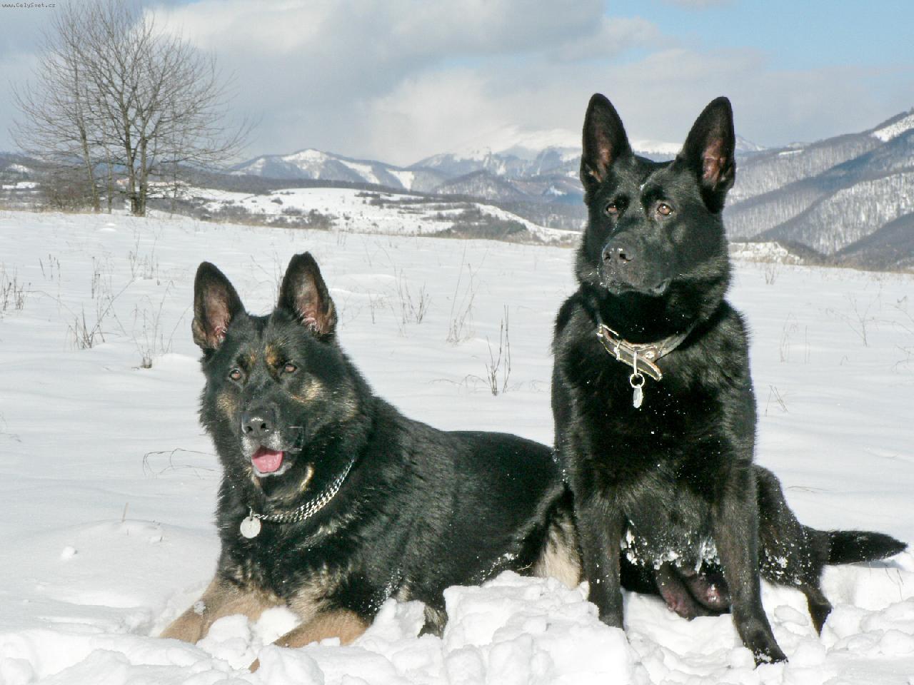 Foto: Gera a Ara-Sne�n� idilka