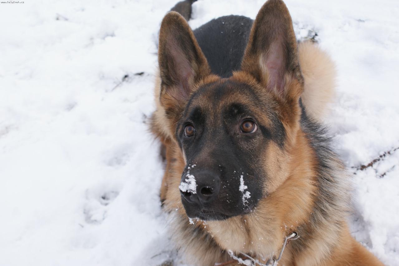 Foto: Fill Saliven-m�j Fill��ek ( 7 m�s�c� )