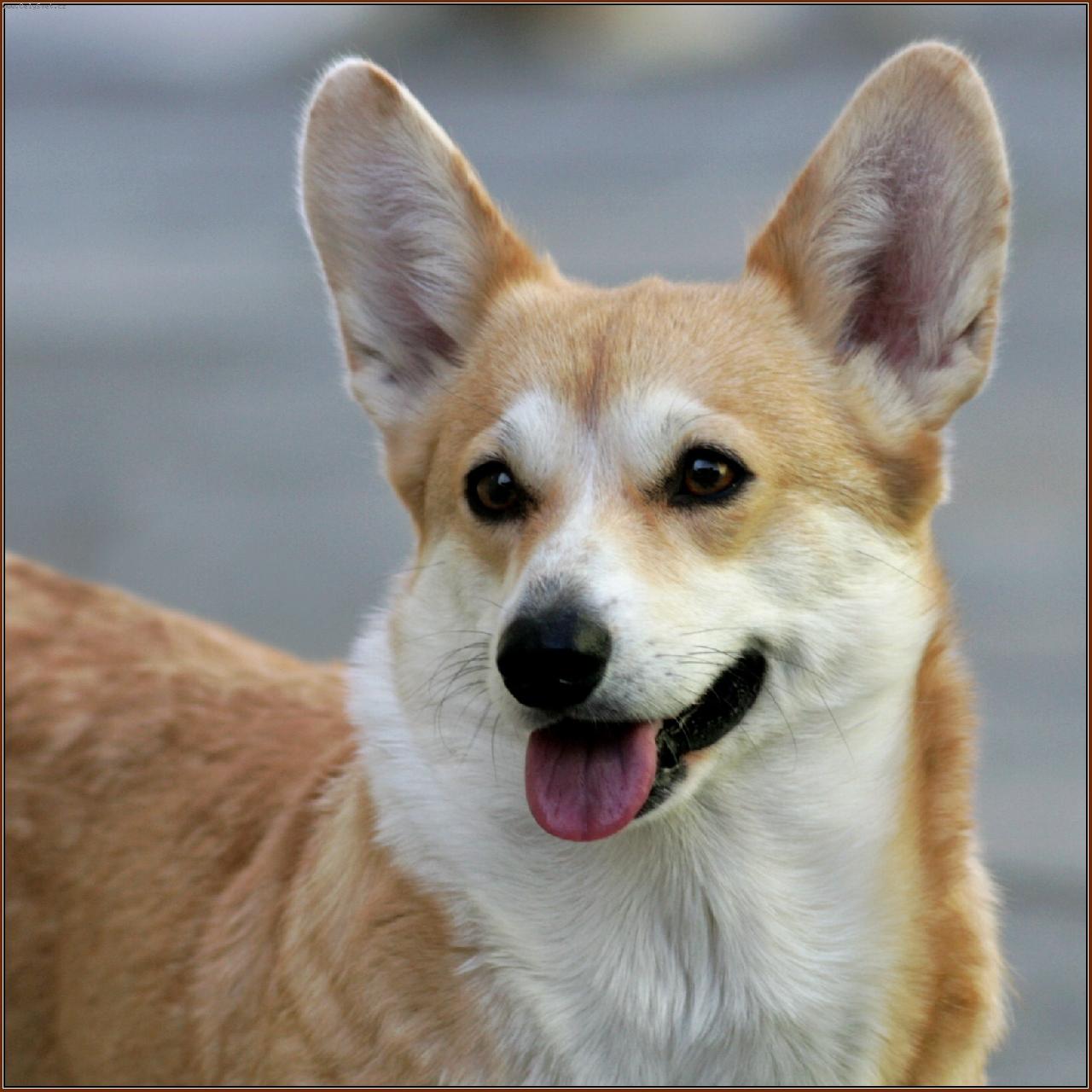 Foto: Dragon Joy - Drahu�ka-Interchampion Dragonjoy