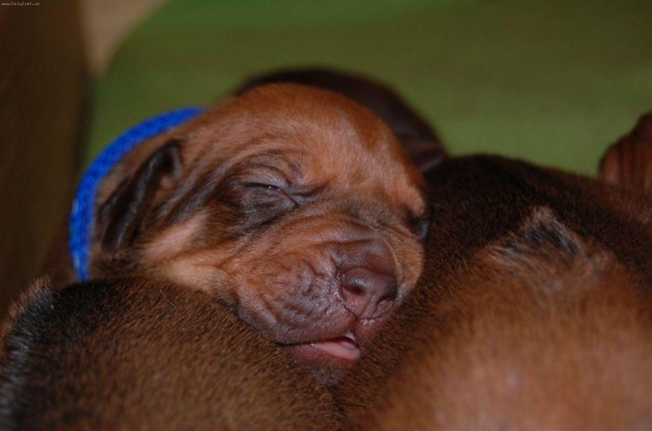 Foto: DAZZLING TAQ NERO