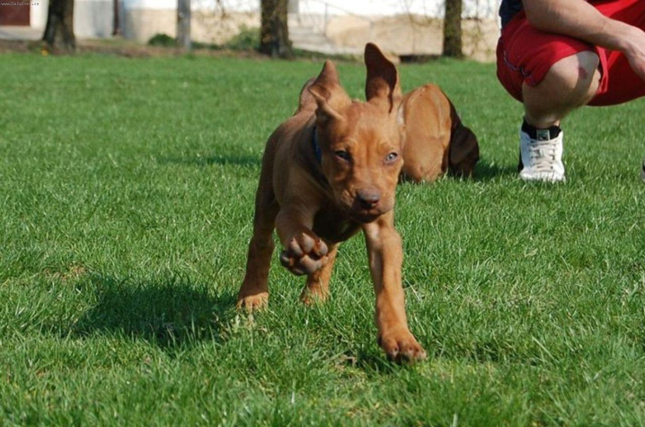 Foto: DAZZLING TAQ NERO