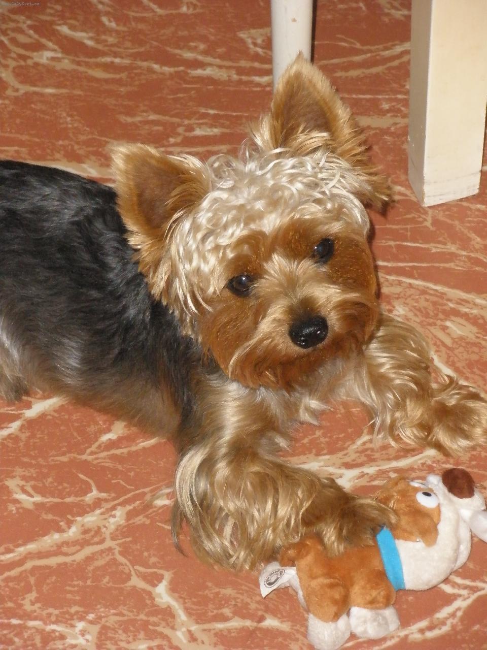 Foto: M�j mil��ek Terry-krasavec;)