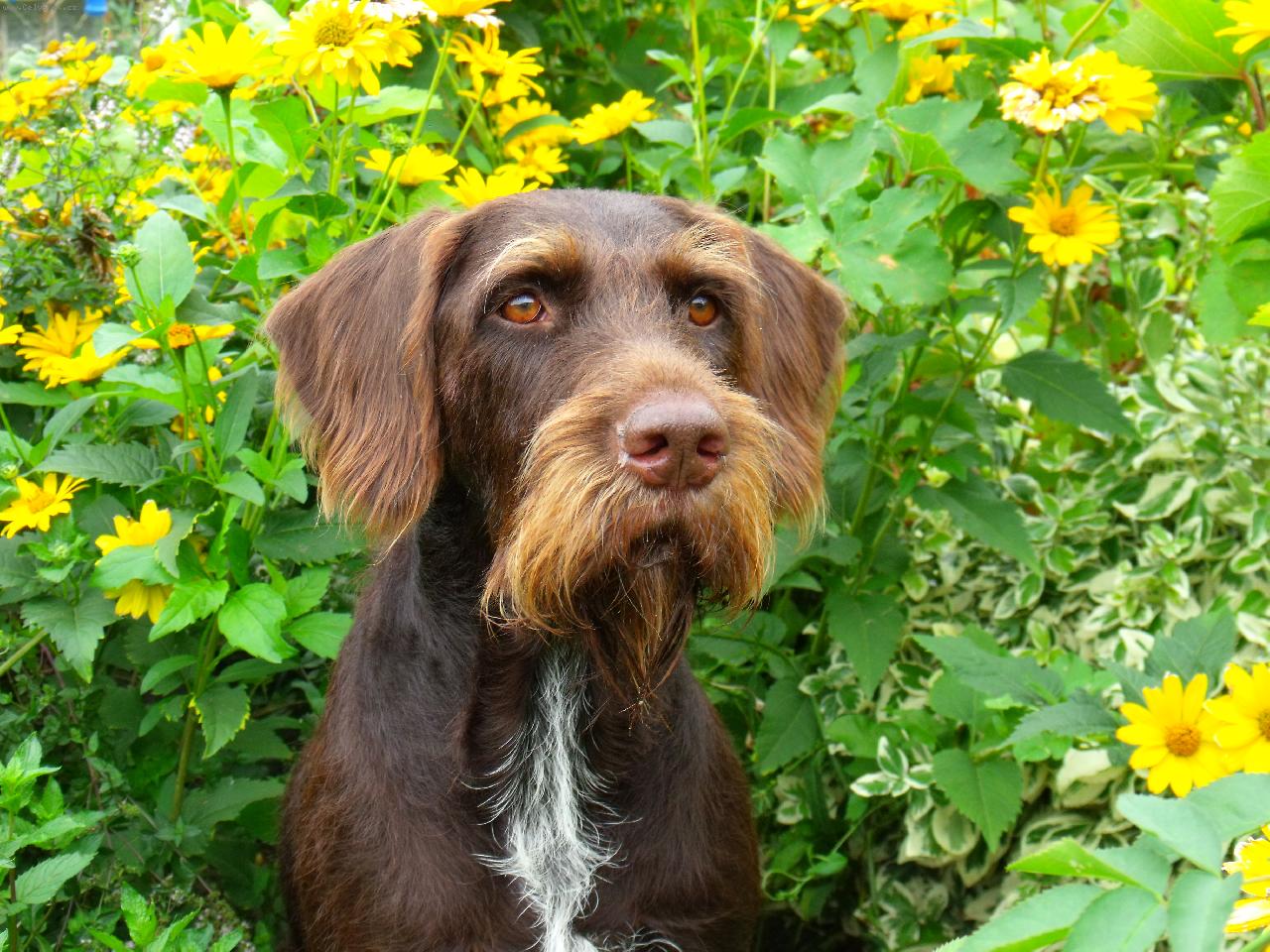 Foto: Orina z kyjovic