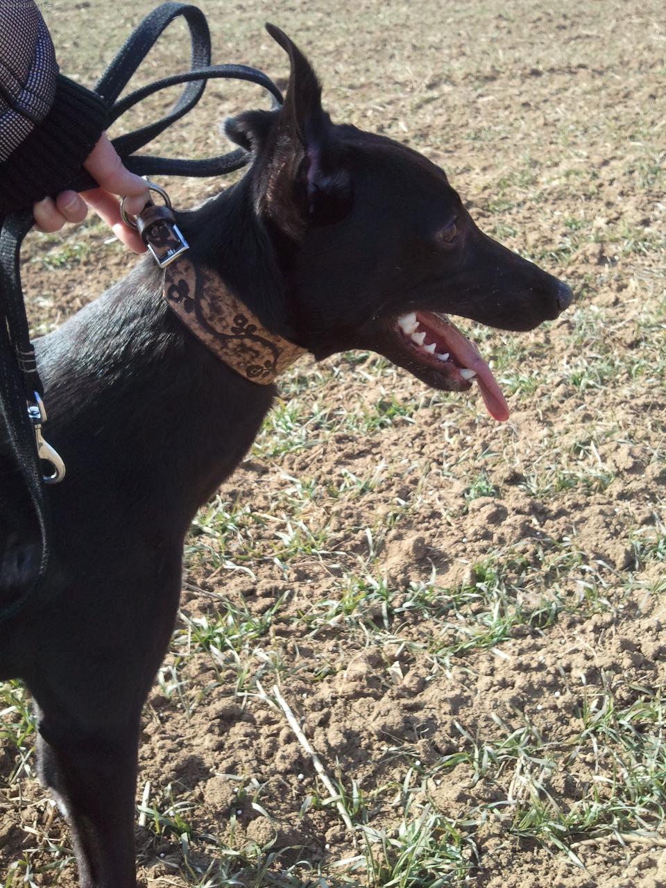 Foto: Querry Supersonic