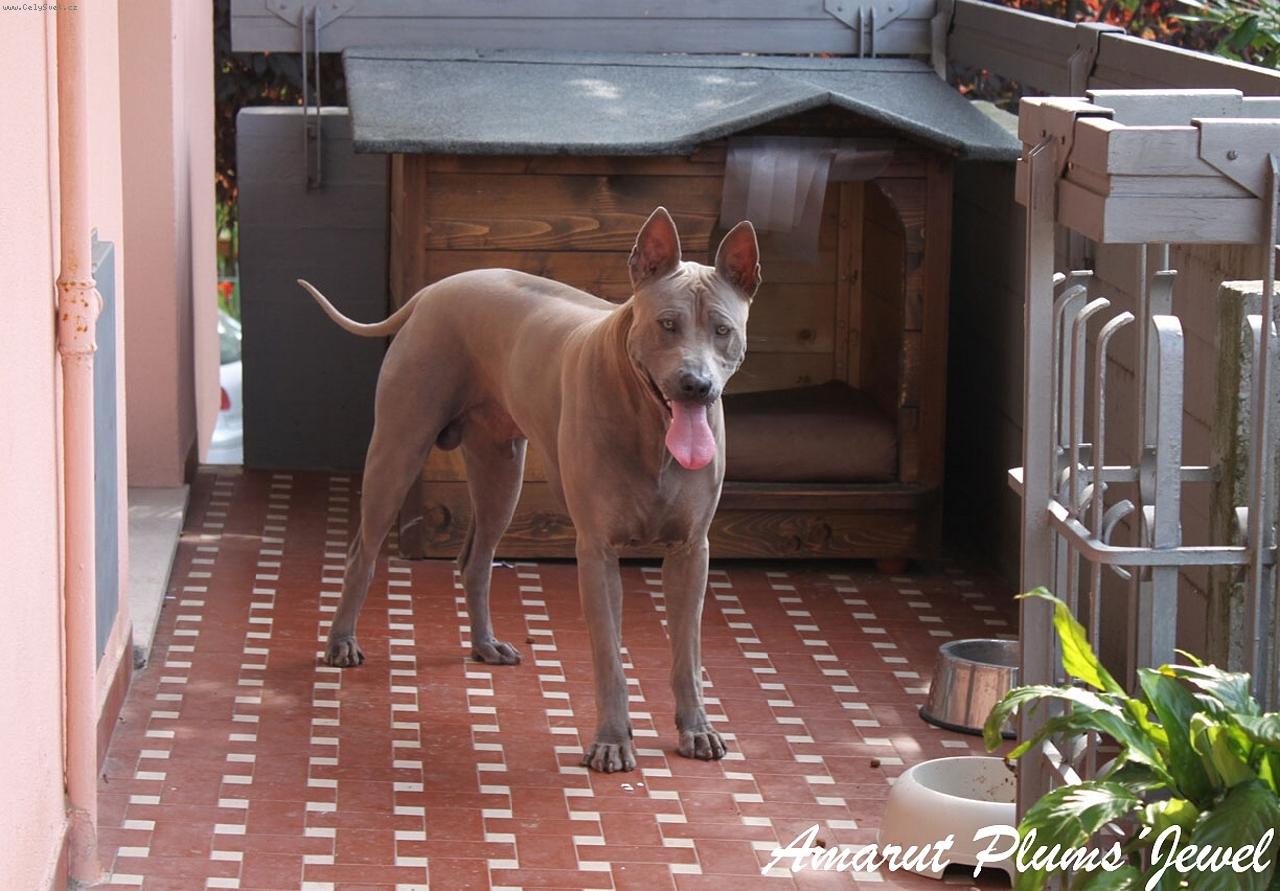 Foto: www.thairidgebackdog.info-AMARUT Plums�Jewel