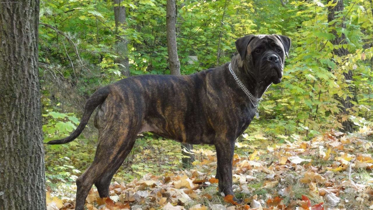 Foto: Amy Ashanti Guinesis Star