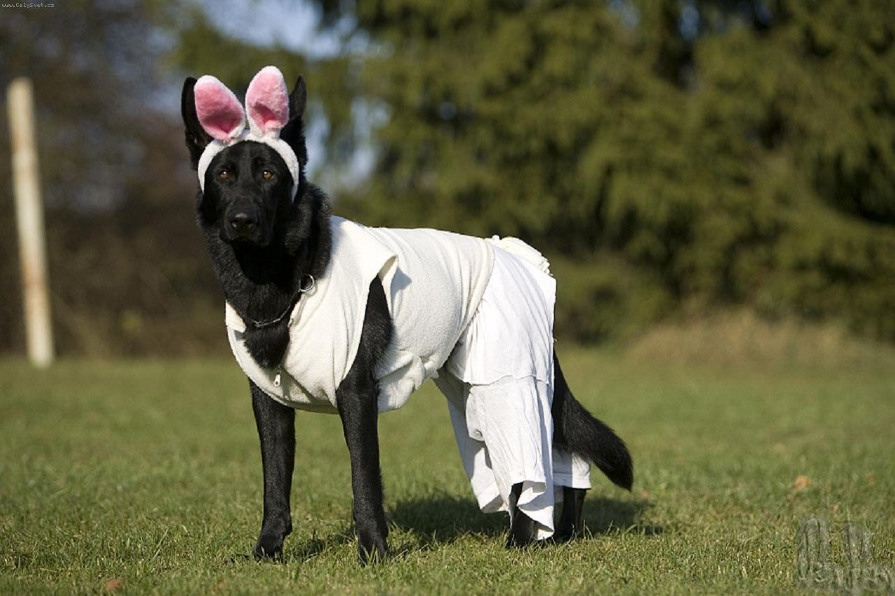 Foto: Akky na ps�m karnevalu