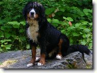Max�k