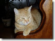 Kuli�ka odpo��v�