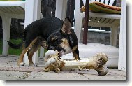 Lilly a mal� sva�inka :-)