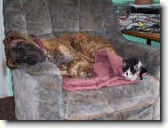 Doga a kot�
