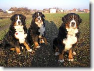 Bernsk� sala�nick� pes