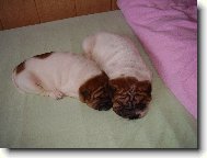 Harlek�n