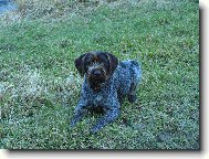 �esk� Fousek