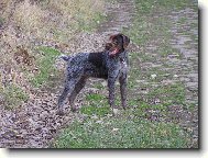 �esk� Fousek