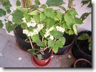 bug�nvilea - b�l�
