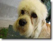 Jasm�na Okat� Fantazie