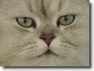 M�auk