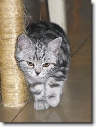 babi�in M�auk