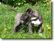 M�j malink� "anjel��ek"