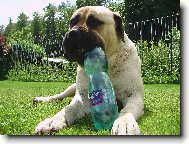 kde to �ije tam je MATTONI ...