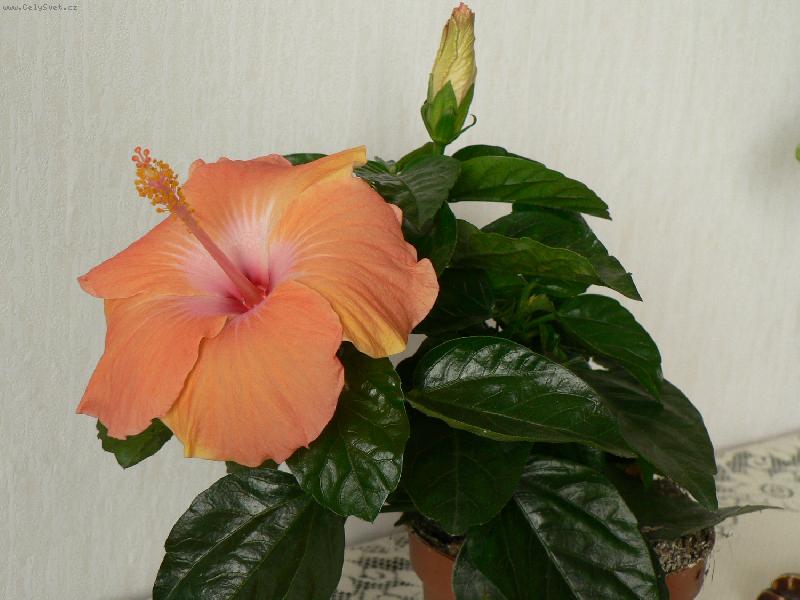 Foto: kr�sa ibi�ku