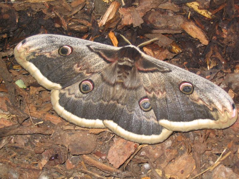 Foto: chytr� maskov�n�-i m�ra m� sv� kouzlo