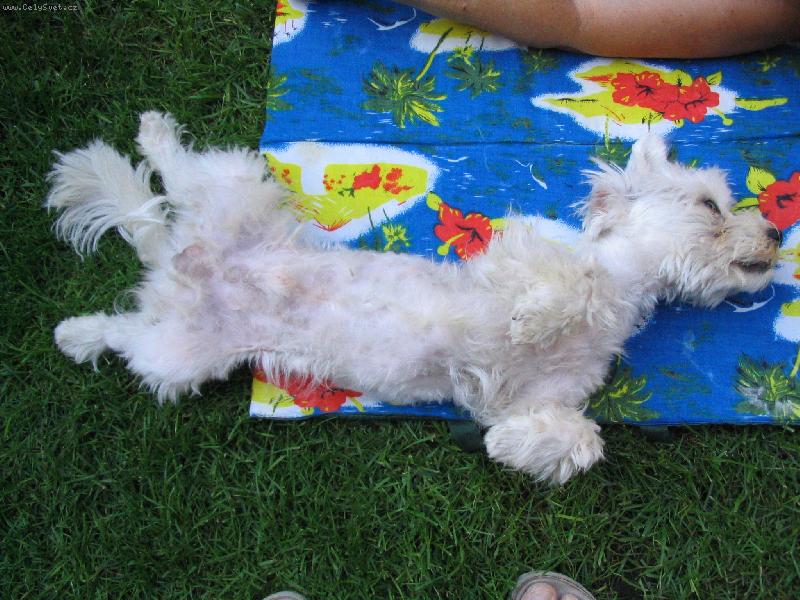 Foto: leto�n� horka-n� lacky se letos opaloval