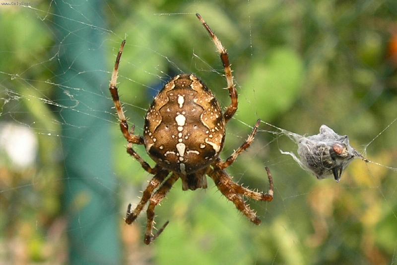 Foto: pavouk-pavouk a jeho �lovek