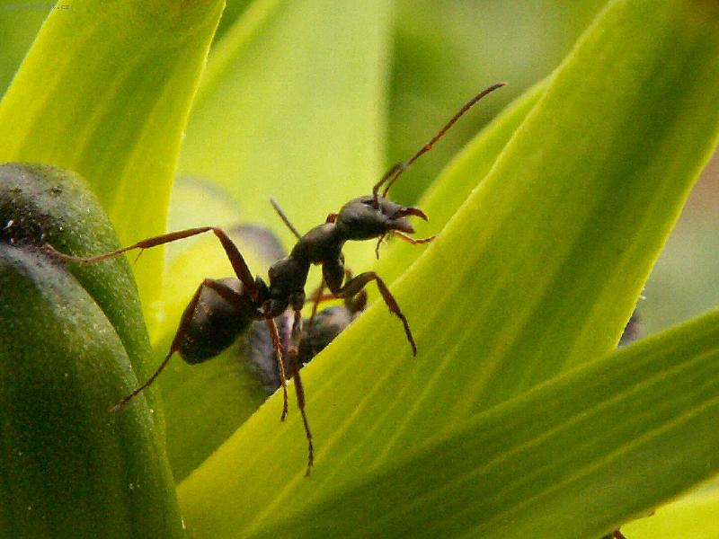 Foto: Tan��c� mravenec