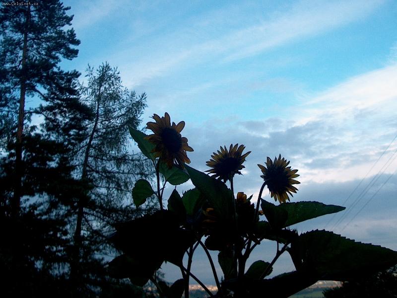 Foto: Ve�ern� slune�nice-l�b�???