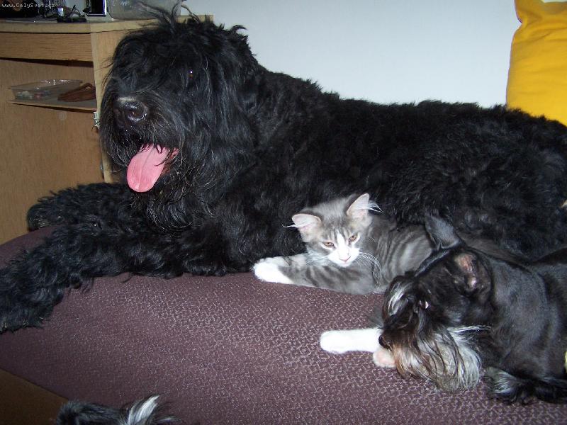 Foto: Kamar�di-Na velikosti, barv� ano rase nez�le��!