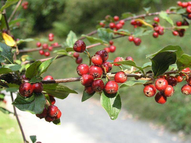 Foto: jabl��ka-kr�sn� podzim